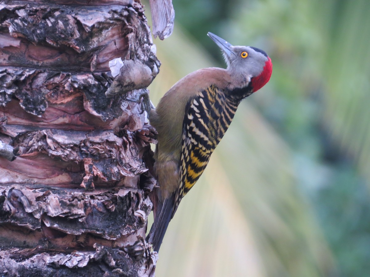 Hispaniolan Woodpecker - Bryan Wyatt