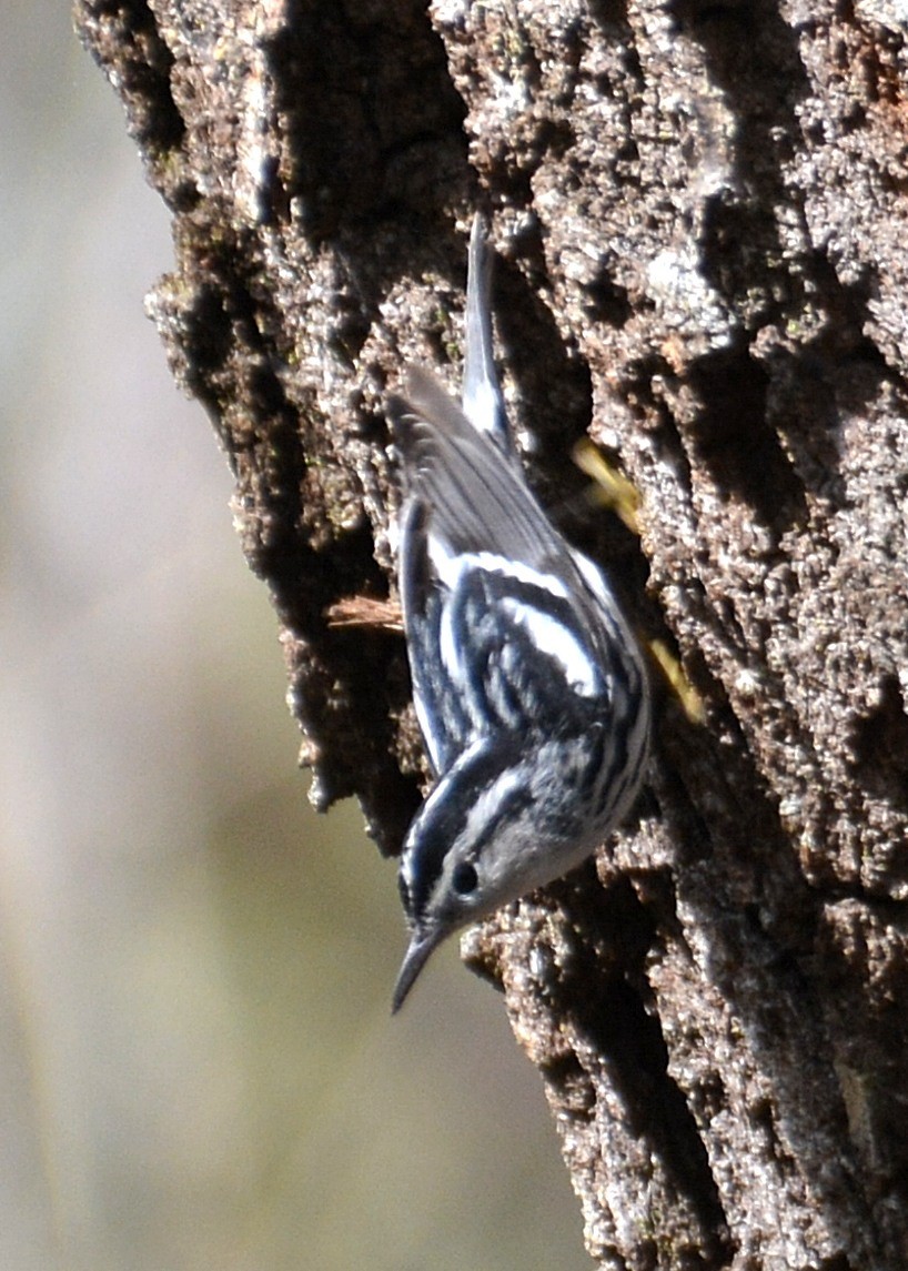 Black-and-white Warbler - ML84827931