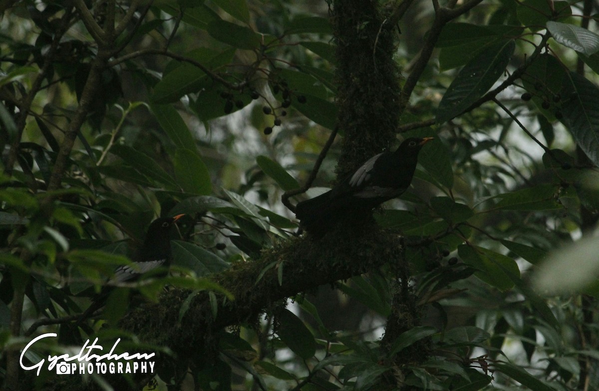 Gray-winged Blackbird - Gyeltshen Gyeltshen
