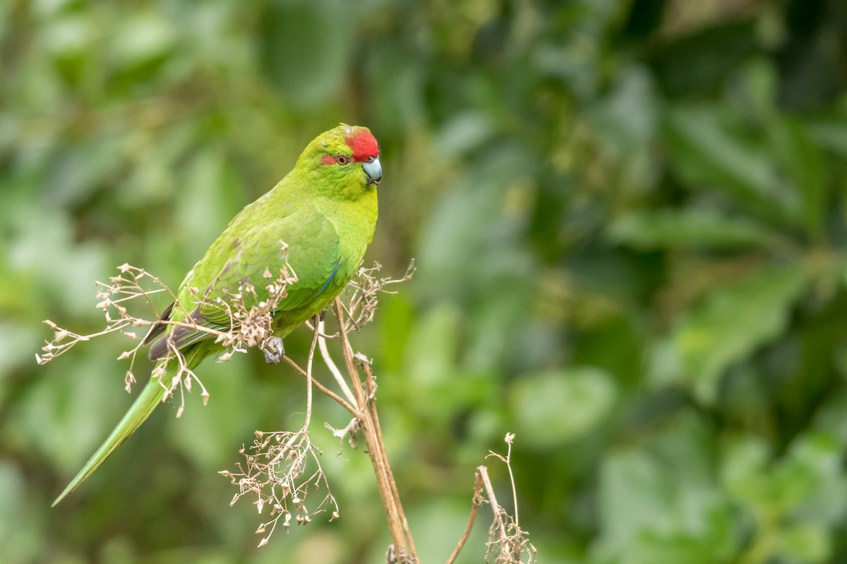 Red-crowned Parakeet - Kyle Blaney