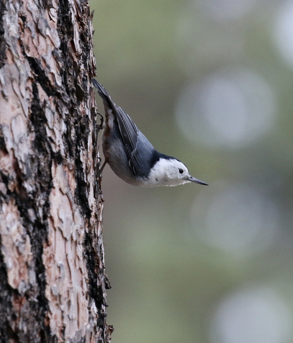 White-breasted Nuthatch - Russ Morgan