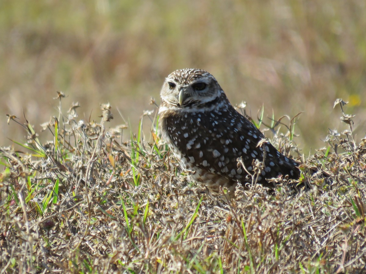 Burrowing Owl - ML84834361
