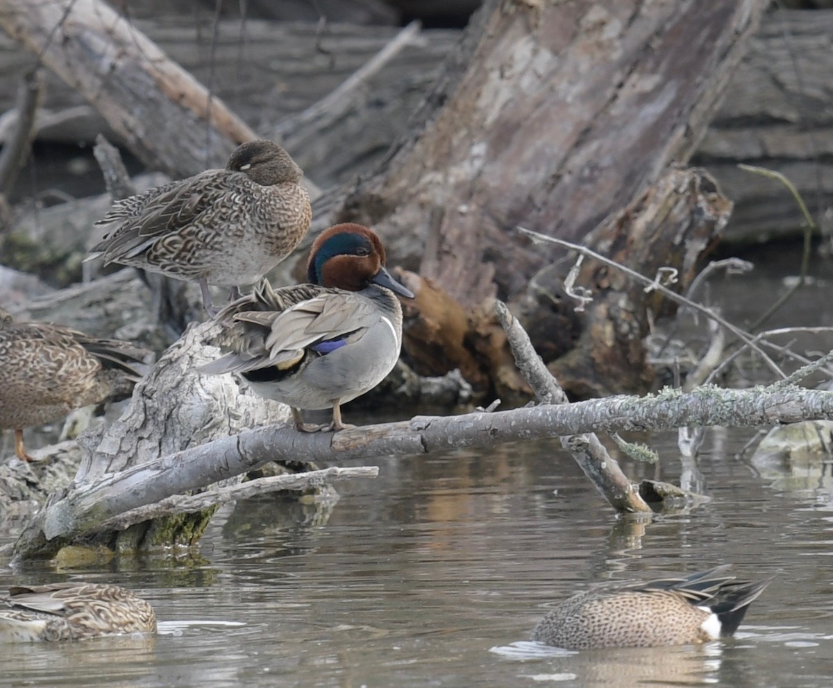 Green-winged Teal - ML84834821