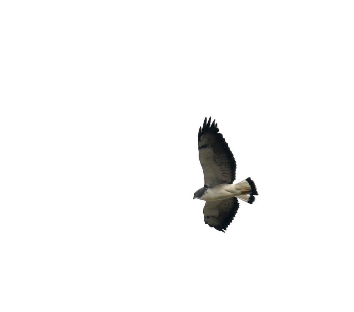 White-tailed Hawk - ML84834871
