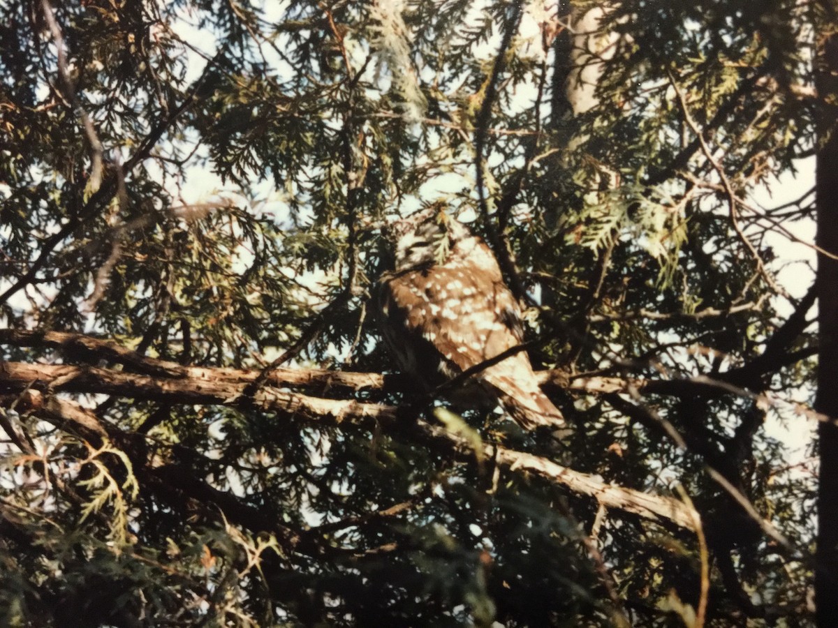 Boreal Owl - Janet Wenckstern
