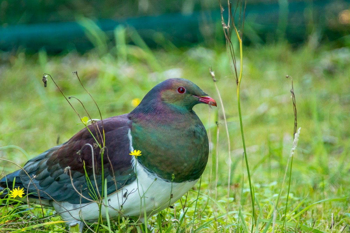 New Zealand Pigeon - ML84837021