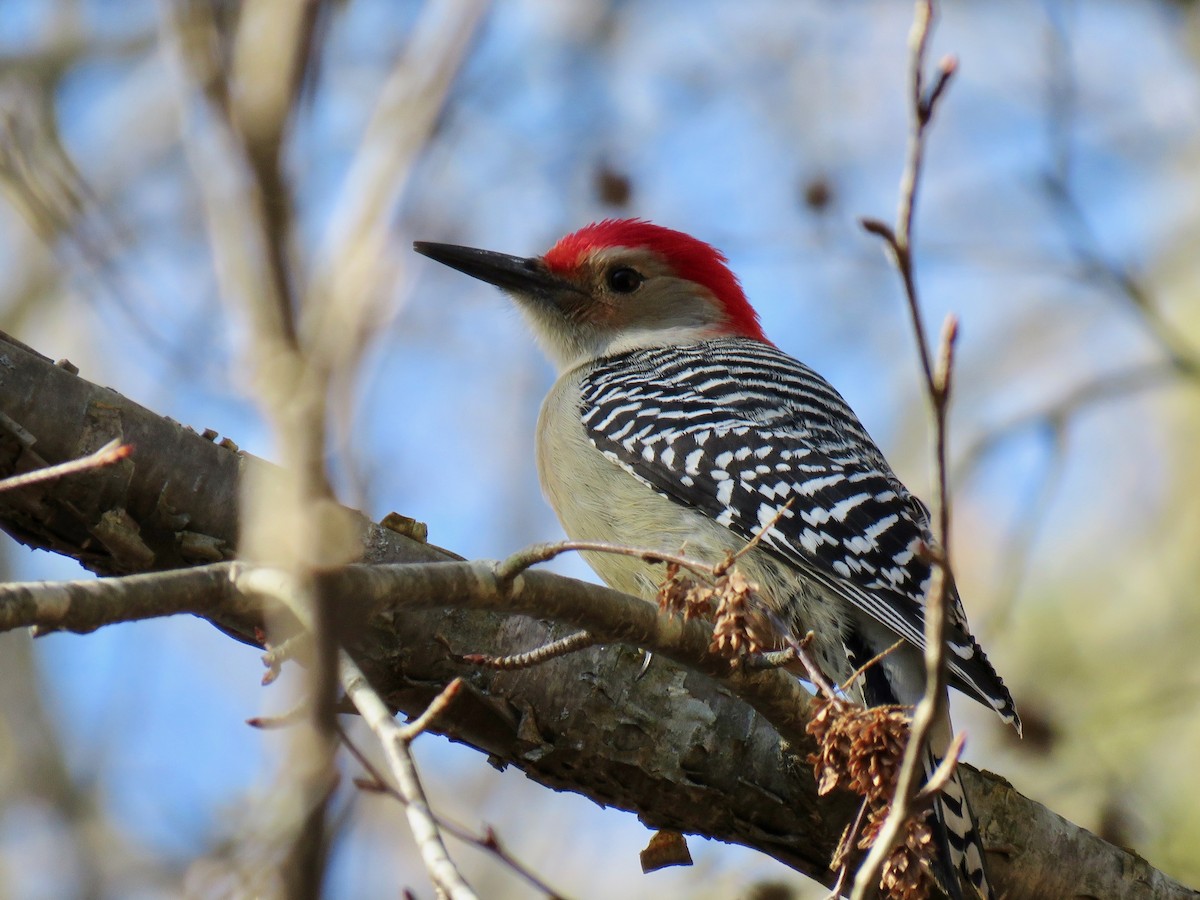 Red-bellied Woodpecker - ML84837571