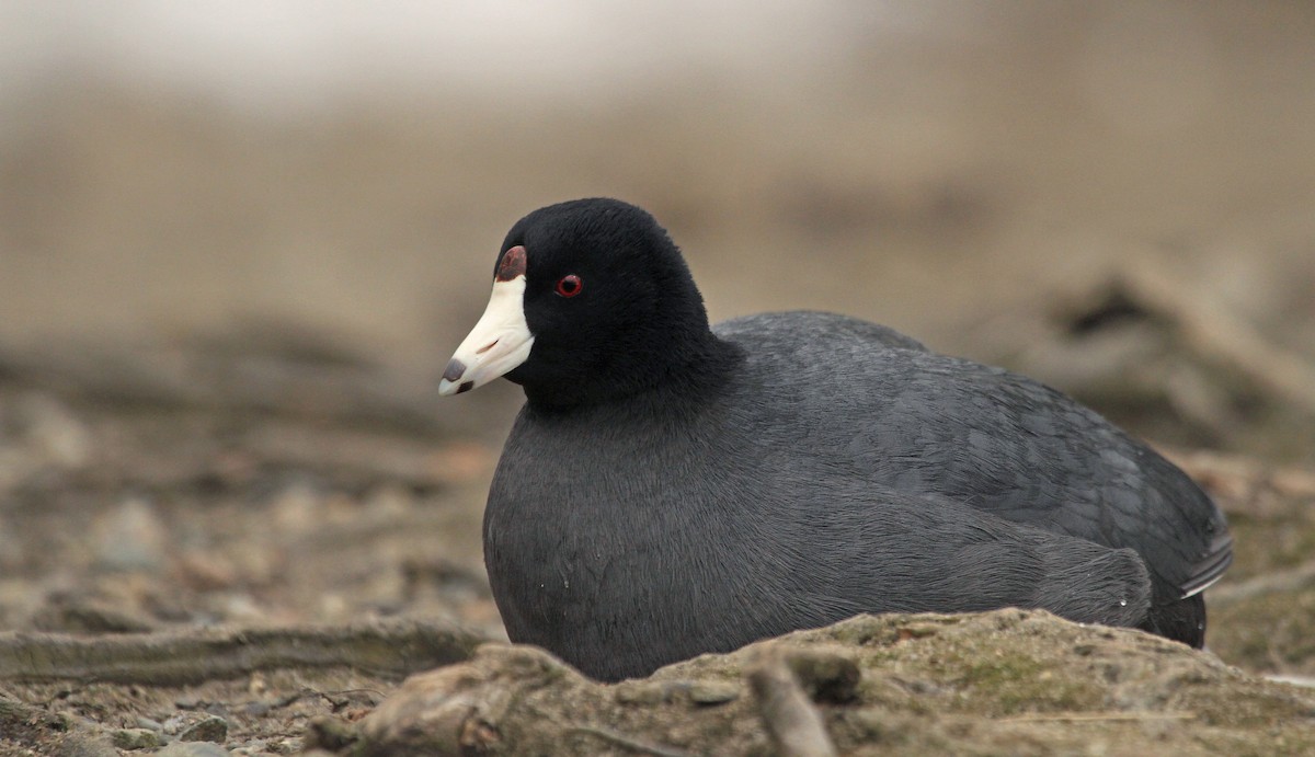 American Coot (Red-shielded) - ML84839611