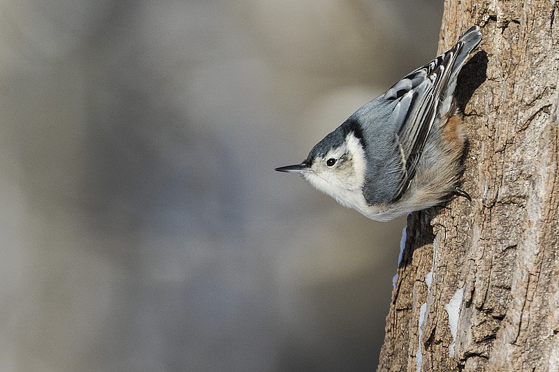 White-breasted Nuthatch - Gerald Romanchuk