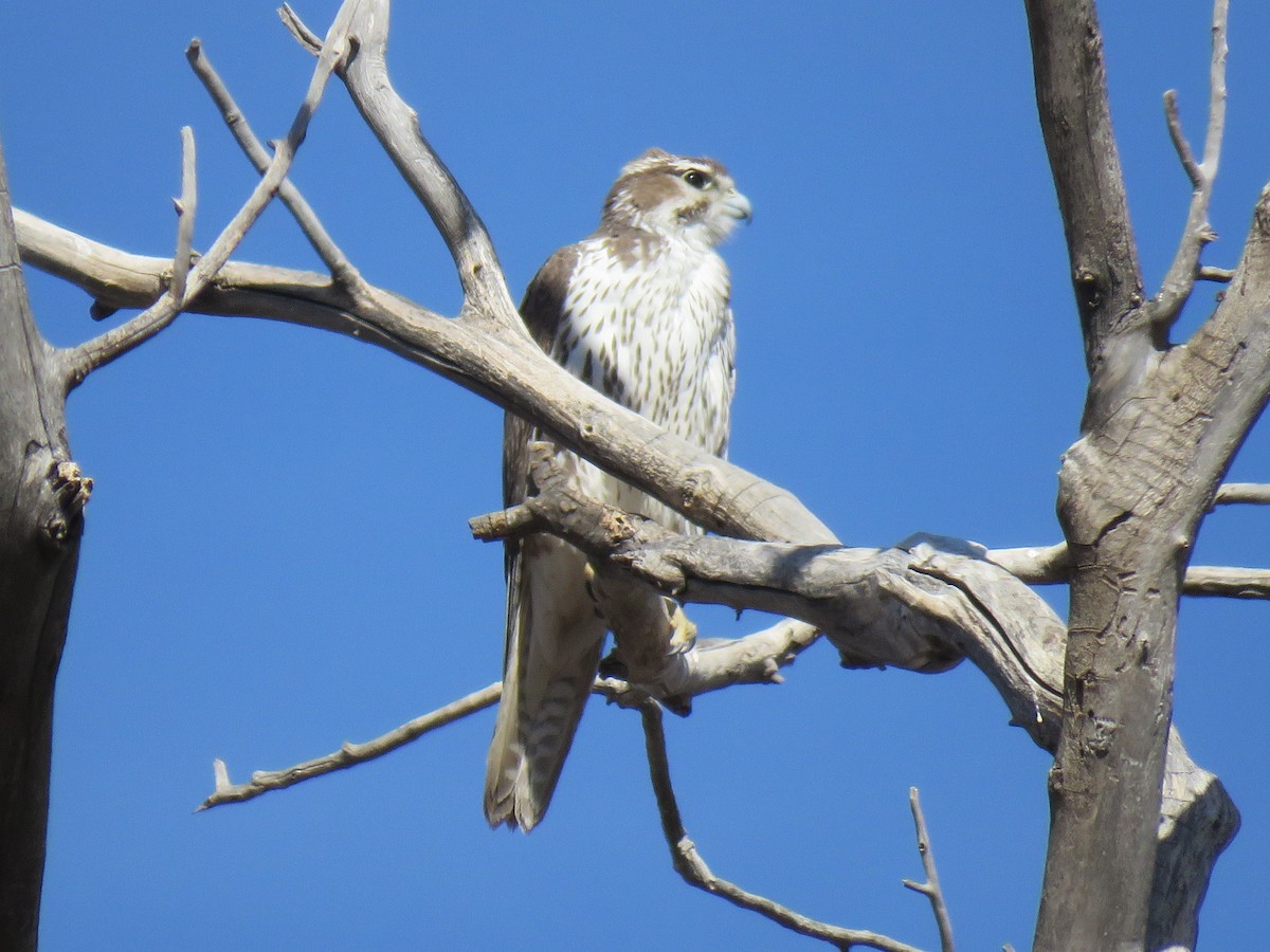 Prairie Falcon - Robin Gurule
