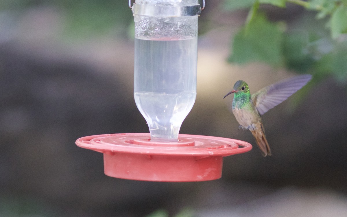 Buff-bellied Hummingbird (Northern) - Doug Hitchcox
