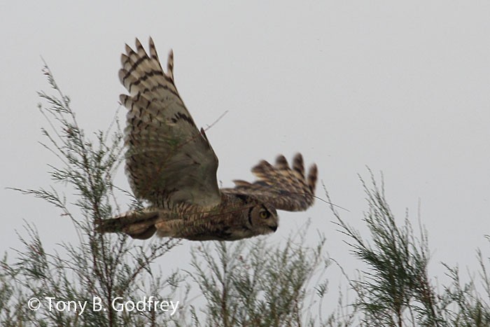 Great Horned Owl - ML84845431