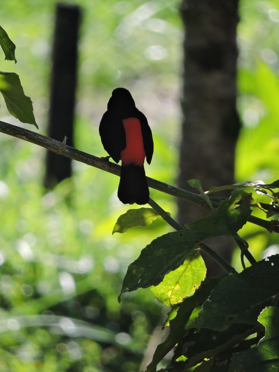 Scarlet-rumped Tanager (Passerini's) - ML84847921
