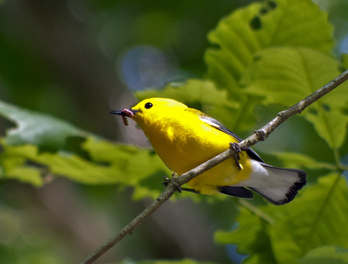 Prothonotary Warbler - Vic Laubach