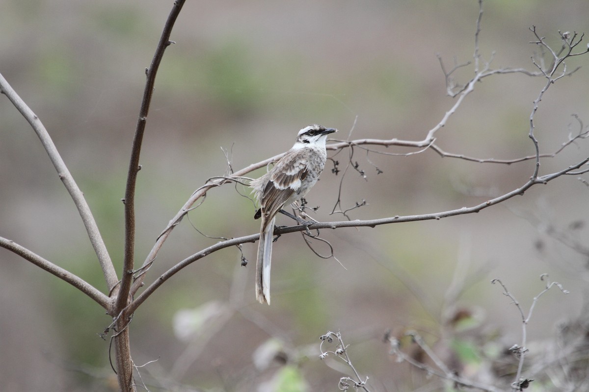 Long-tailed Mockingbird - ML84851651