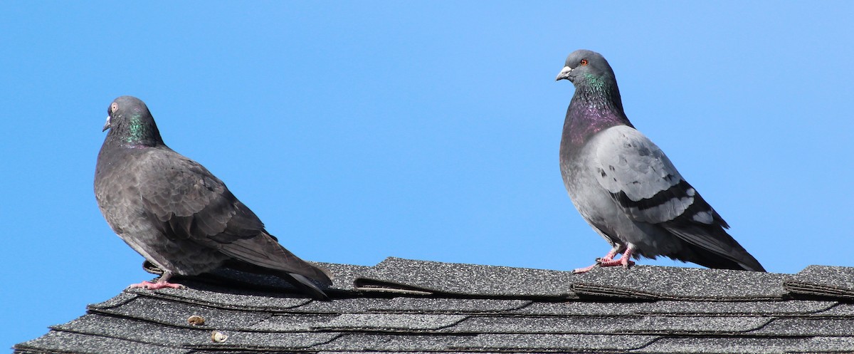 Rock Pigeon (Feral Pigeon) - Mark Gonzalez