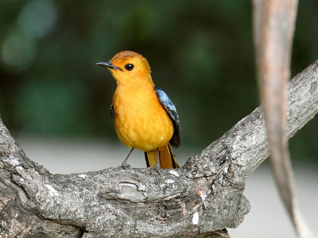 Red-capped Robin-Chat - ML84853661