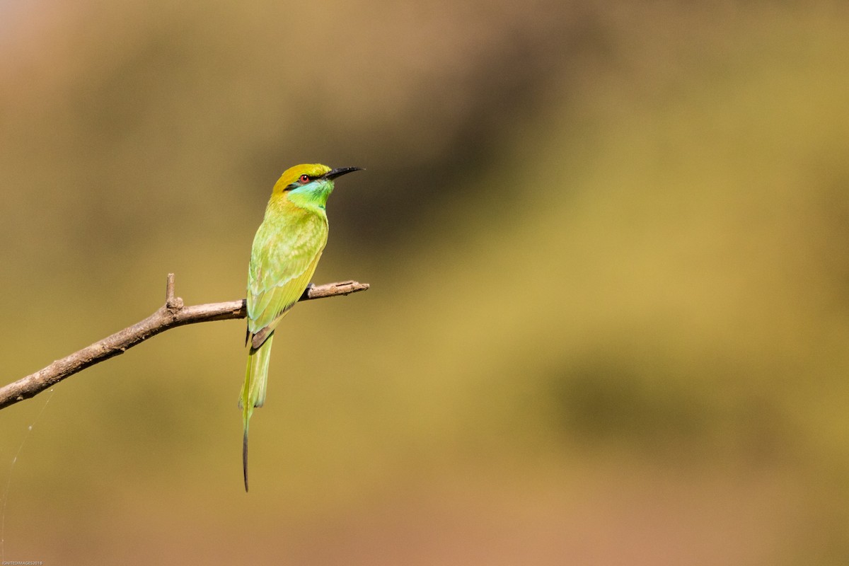 Asian Green Bee-eater - ML84856391