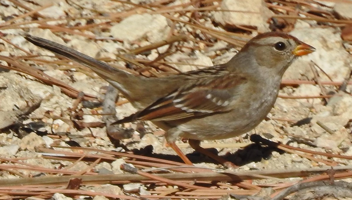 White-crowned Sparrow - ML84858381
