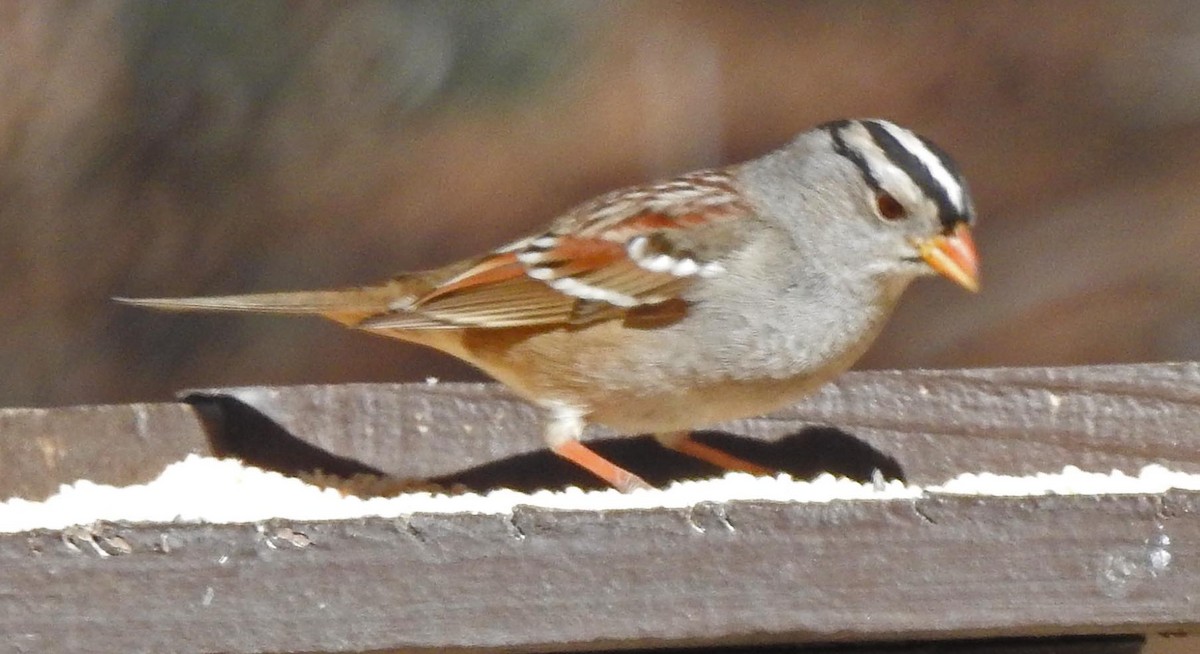 White-crowned Sparrow - ML84858391