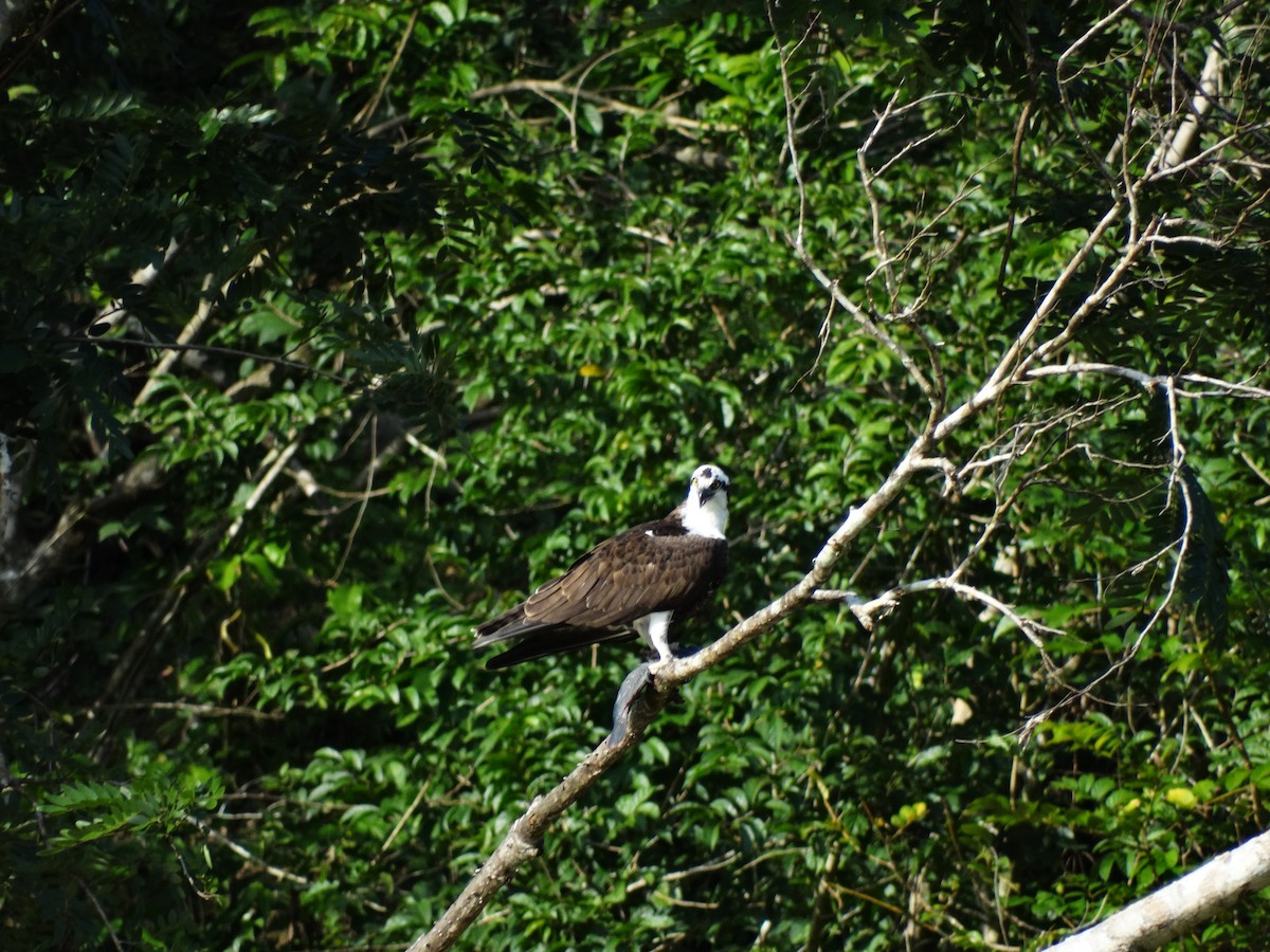 Osprey - jose salgado