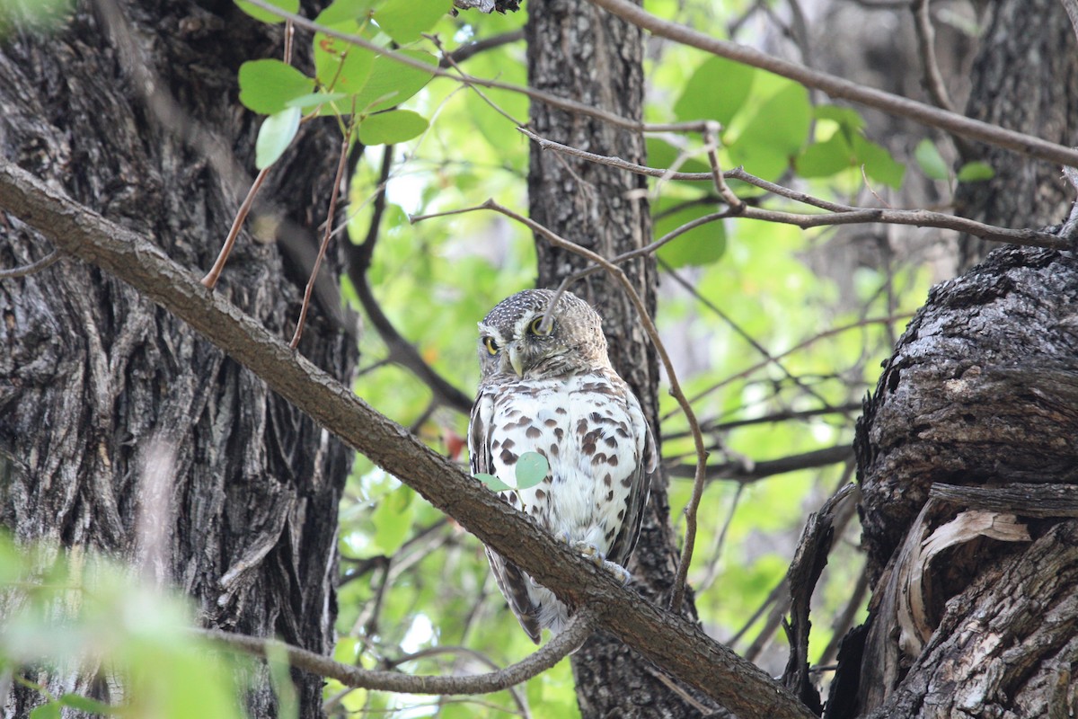 African Barred Owlet - ML84860521