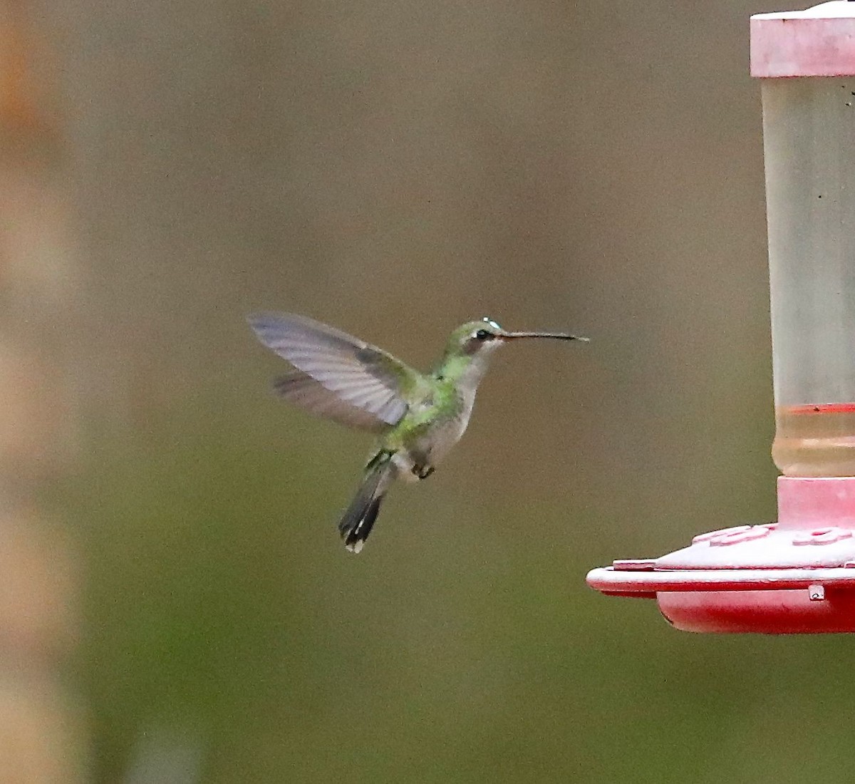 Broad-billed Hummingbird - Charles Lyon