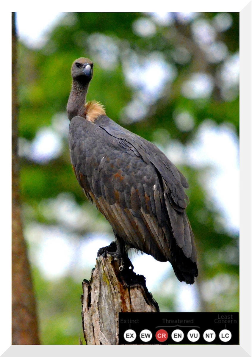 Indian Vulture - Wildon trust trust