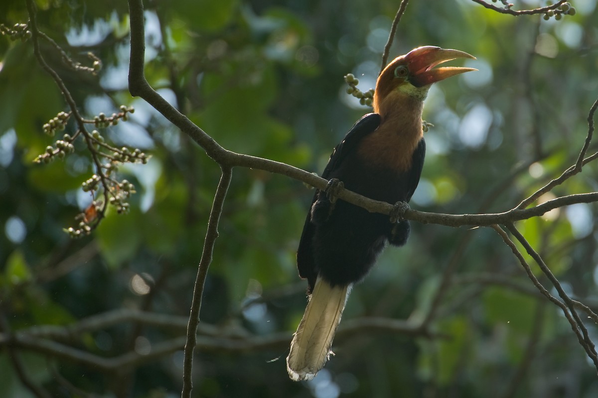 Narcondam Hornbill - Kalyan Varma
