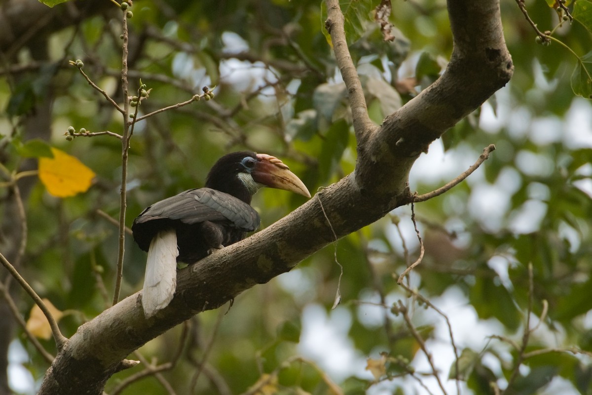 Narcondam Hornbill - Kalyan Varma