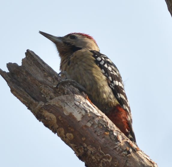 Fulvous-breasted Woodpecker - ML84870241