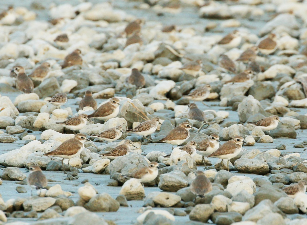 Red-necked Stint - Neoh Hor Kee