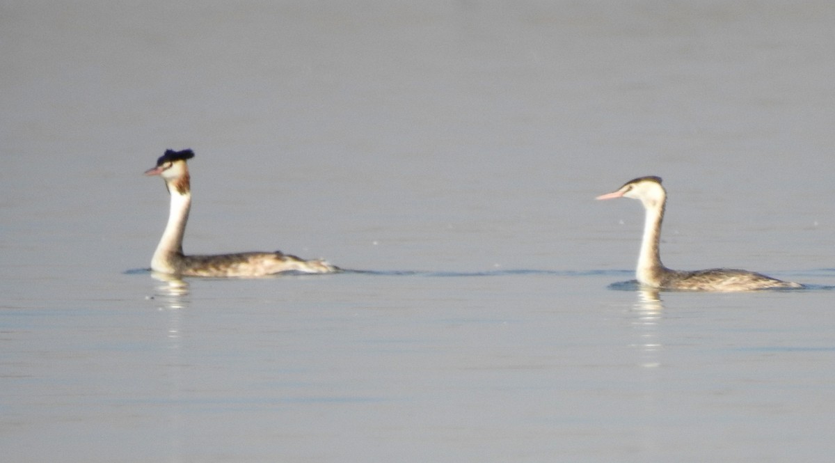 Great Crested Grebe - ML84872711