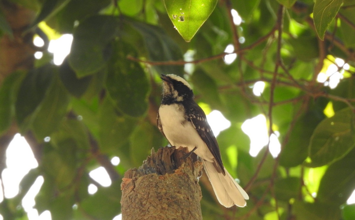 White-browed Fantail - Anonymous