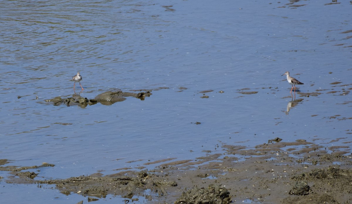 Spotted Redshank - mathew thekkethala
