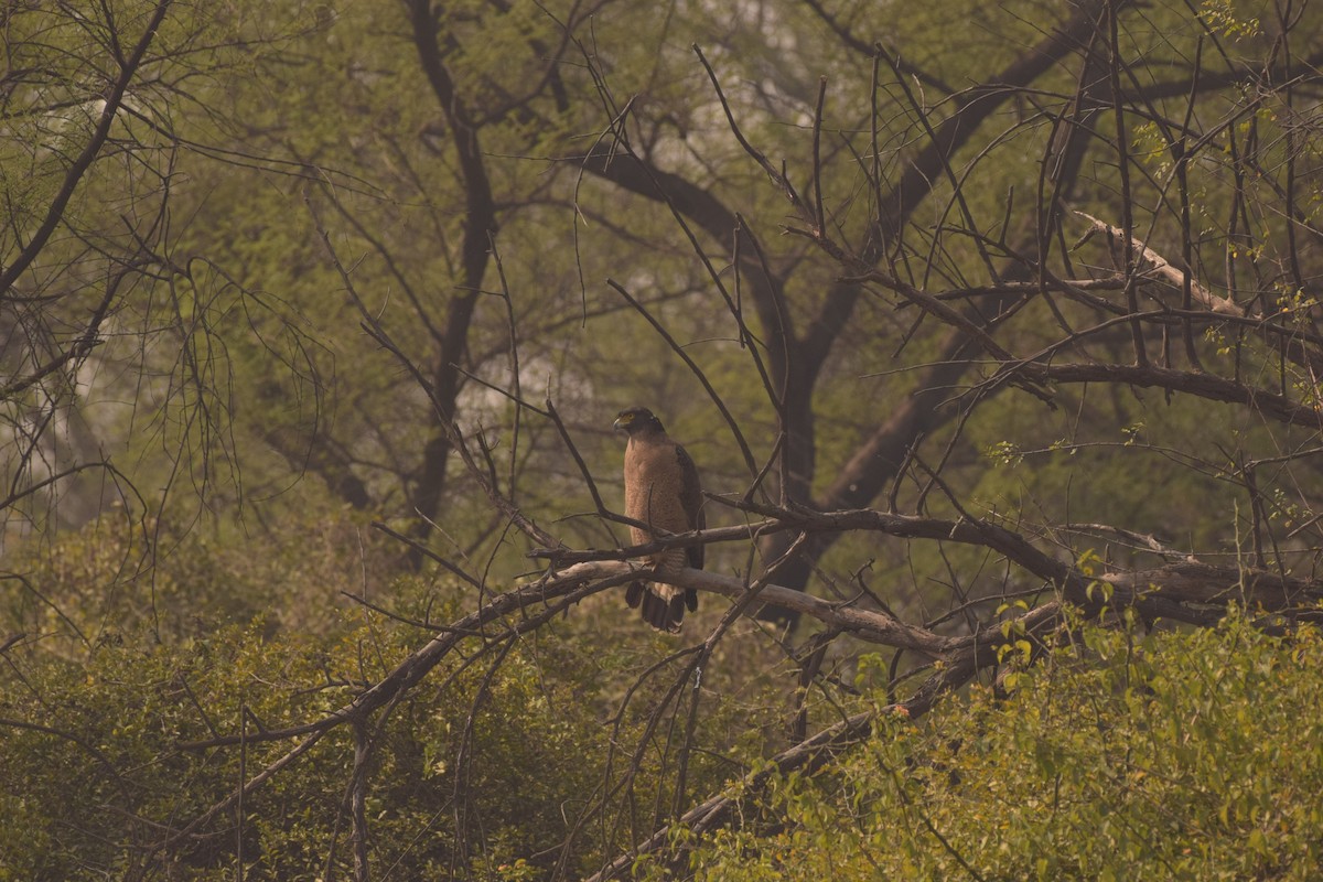 Crested Serpent-Eagle - ML84874271