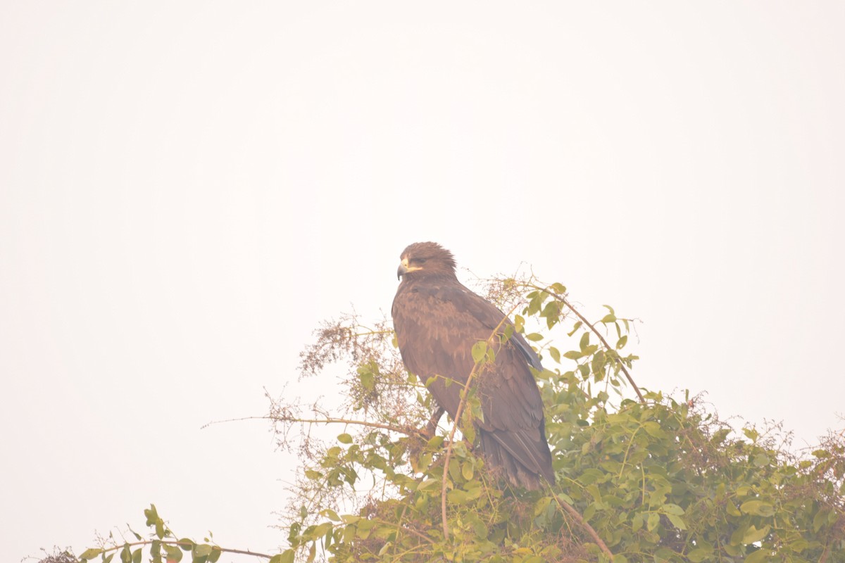 Greater Spotted Eagle - ML84874311