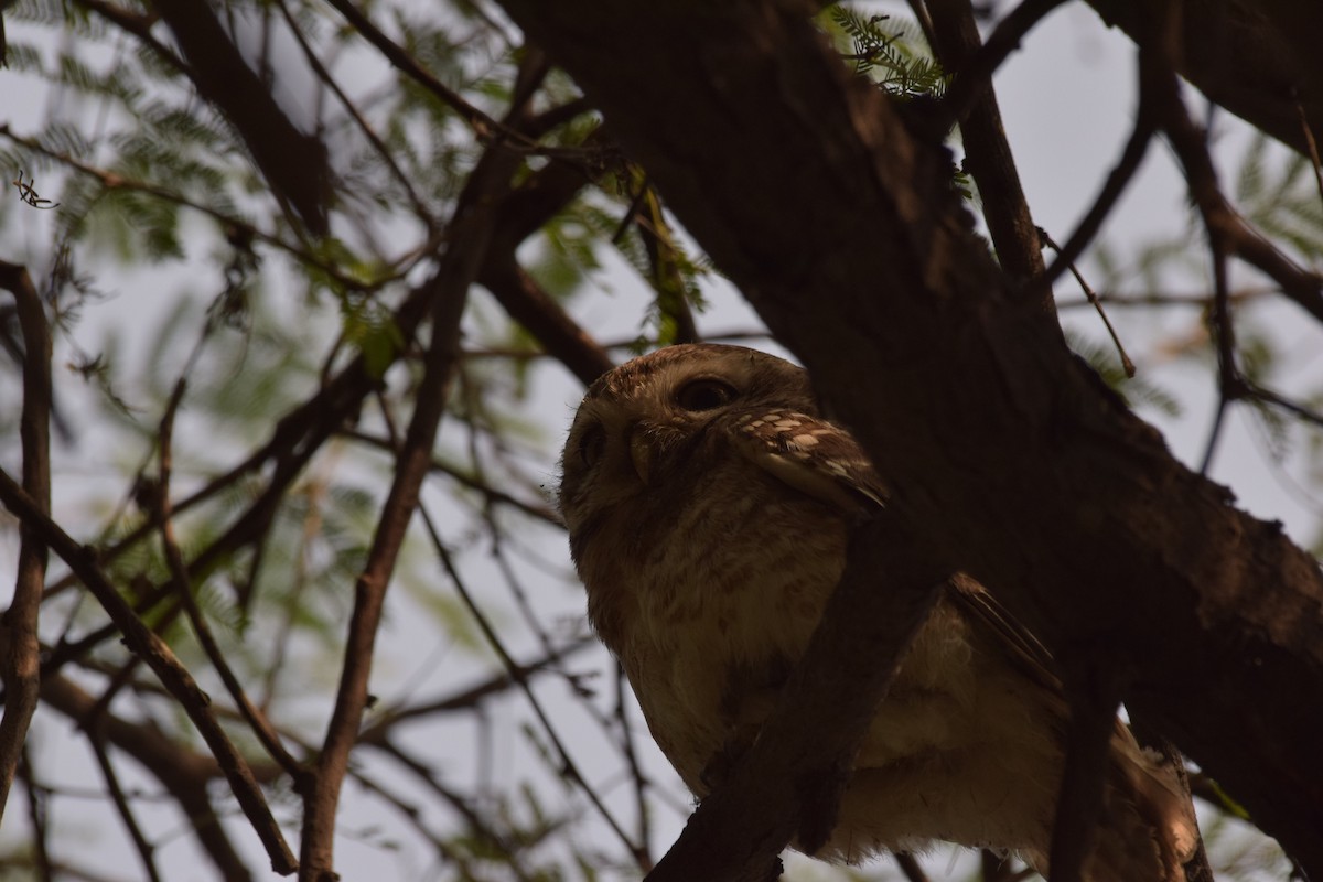 Spotted Owlet - ML84874971