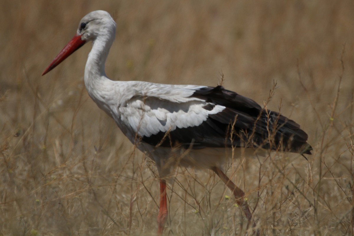 White Stork - Bez Bezuidenhout