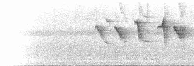 kolibřík rusoocasý - ML84876621