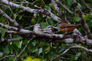  - Mauritius Cuckooshrike
