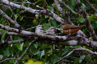  - Mauritius Cuckooshrike