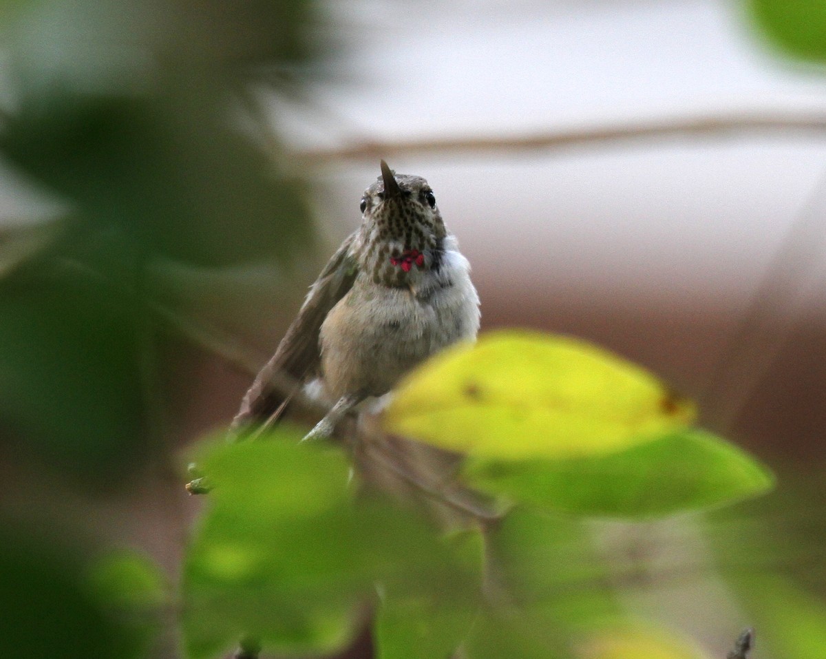 Calliope Hummingbird - Jerry Callaway