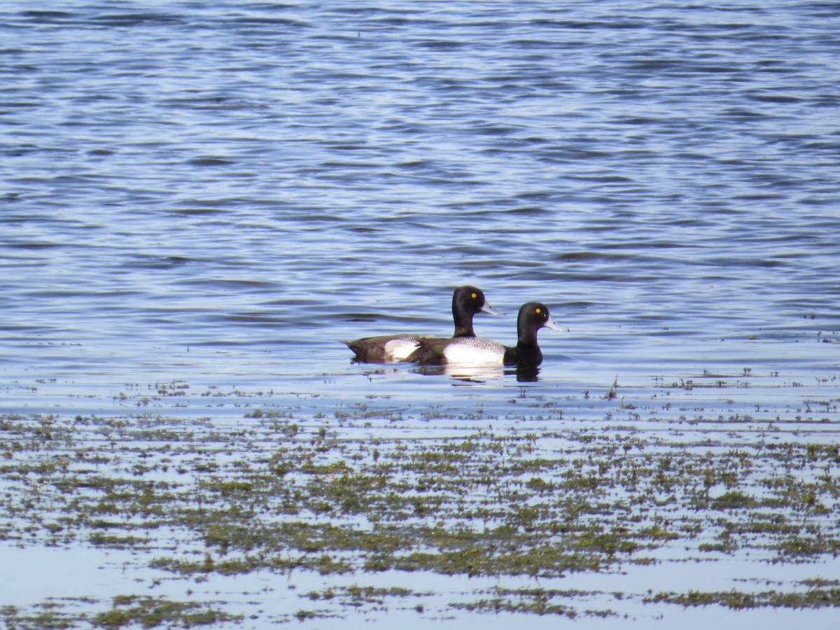 Greater Scaup - ML84878581