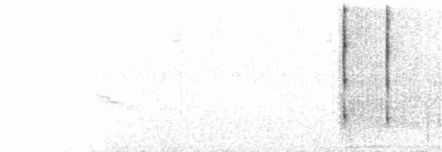 フジノドテンシハチドリ（splendidus／pyropus） - ML84878601