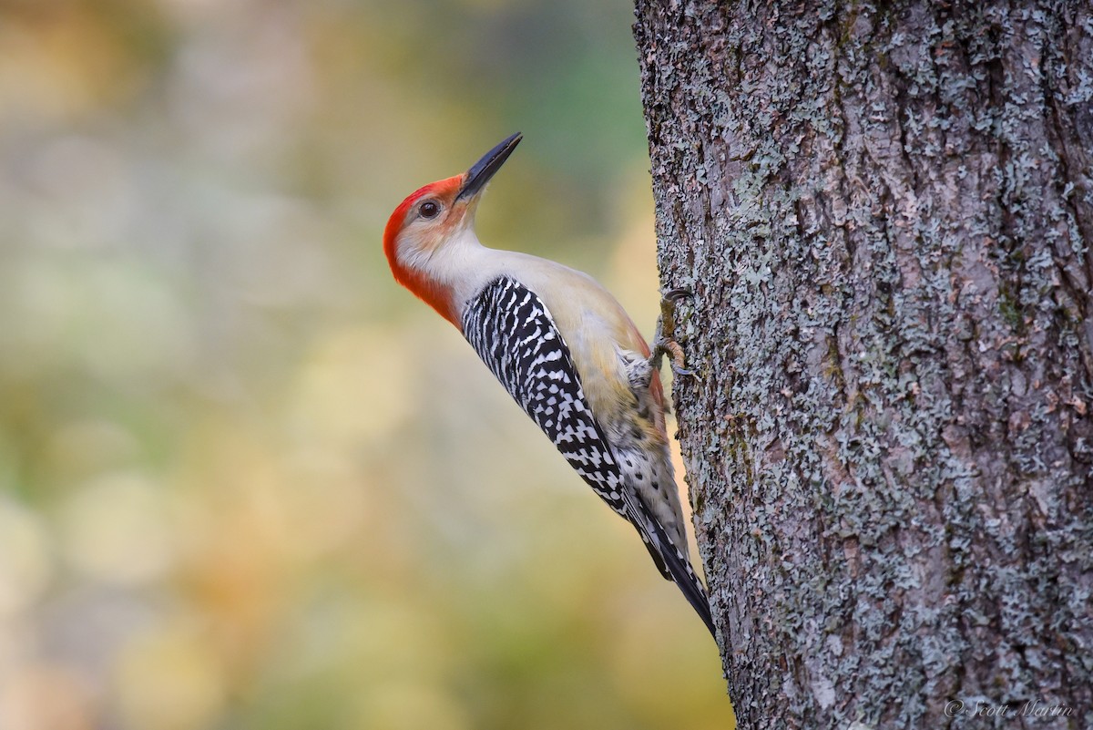 Red-bellied Woodpecker - ML84878701