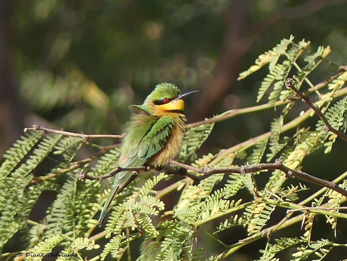 Little Bee-eater - Diane Thériault