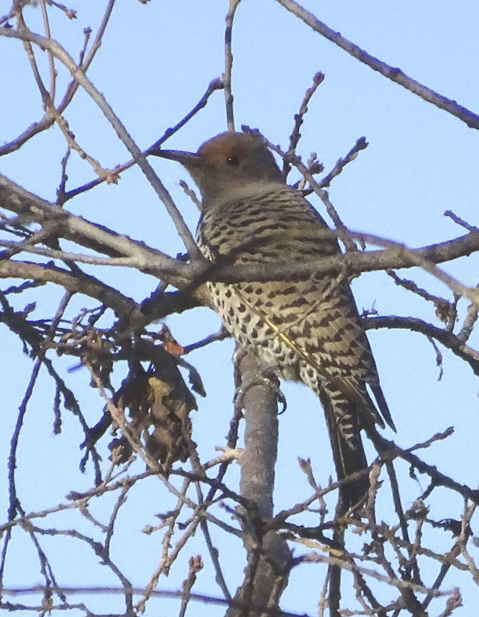 Northern Flicker (Yellow-shafted x Red-shafted) - Nancy Overholtz