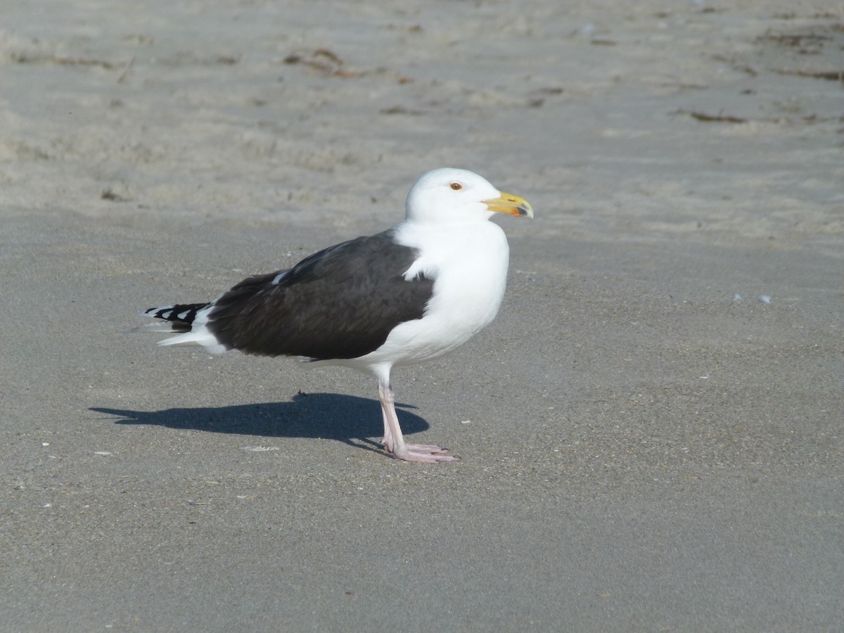 Great Black-backed Gull - Ross Bowie