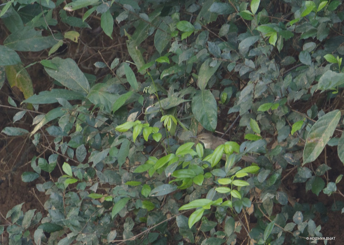 Clamorous Reed Warbler - Adithya Bhat